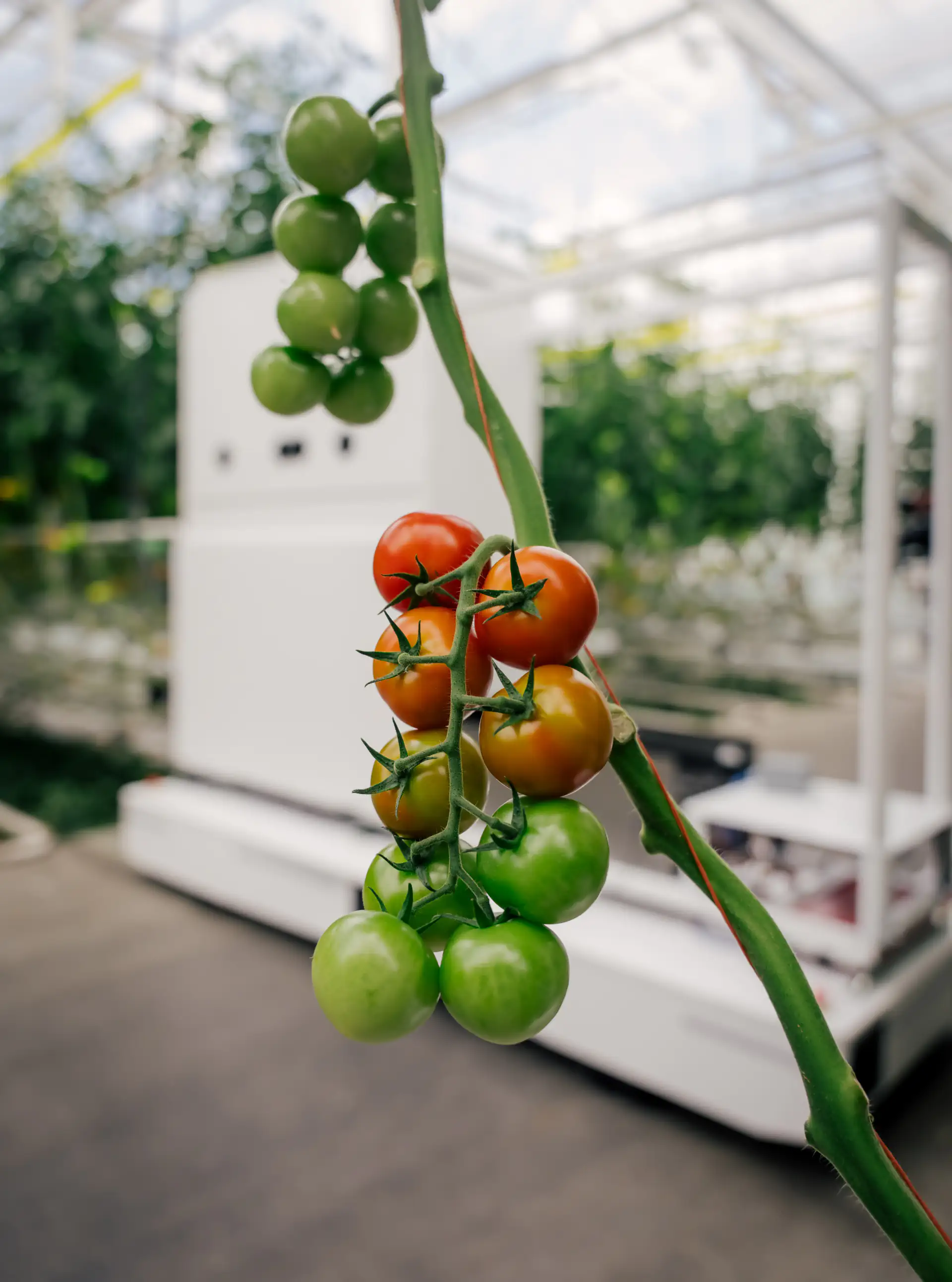 Harvester robot overview in greenhouse